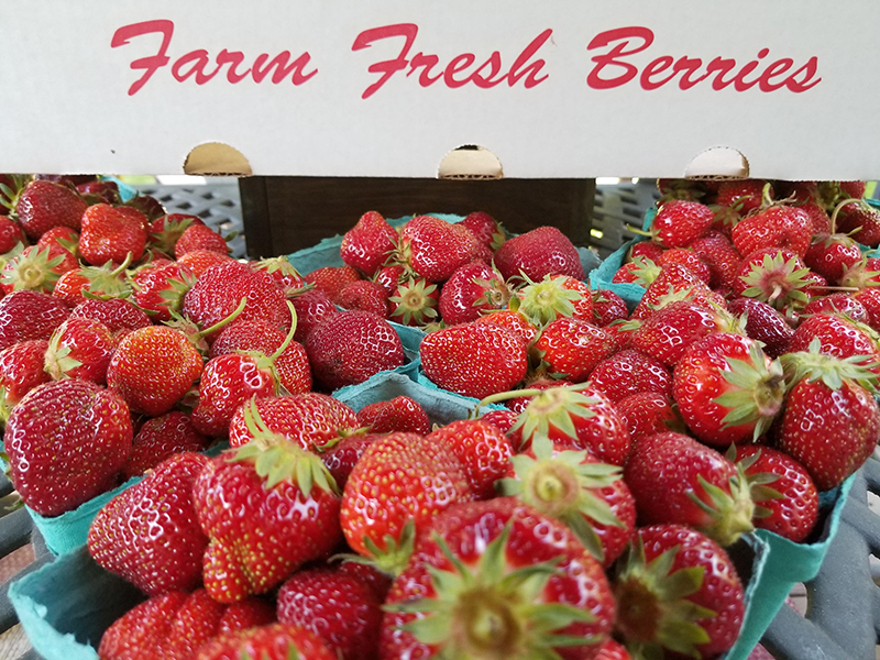 strawberries for sale, western ma